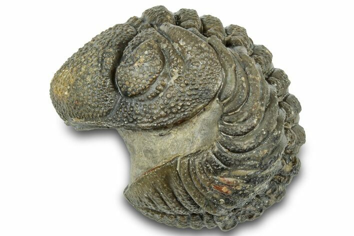 Wide Enrolled Morocops Trilobite - Morocco #323216